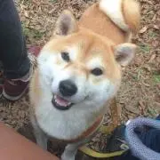 pon