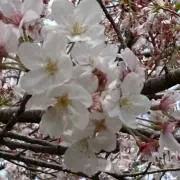 SLの画像