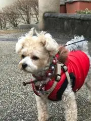 ショコラの画像