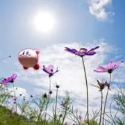 暁月の画像