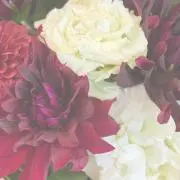 mielの画像