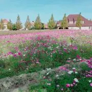 ももの画像