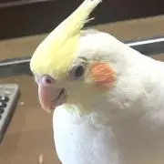 mariboh