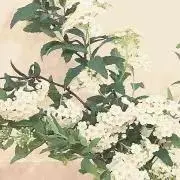 y.の画像