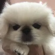 もも子の画像