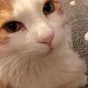 Soraの画像