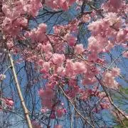 みーの画像
