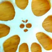 ゆっくりアリスの画像