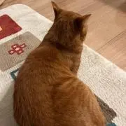 RYOの画像