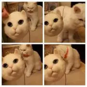 Raineyの画像