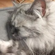MOMOの画像