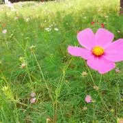 Cosmos