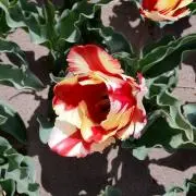 ミーコの画像