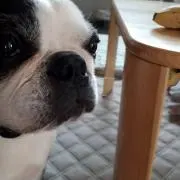いぶき