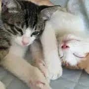 トコ