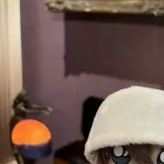 ことの画像