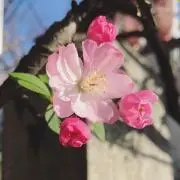 ゆりあ