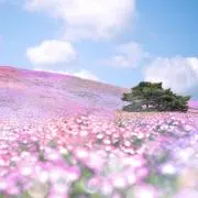 くろの画像