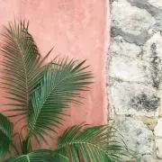 きょんの画像