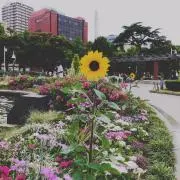 ナスの画像