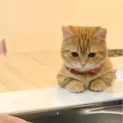 アズール♪の画像