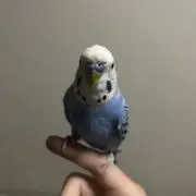 しゃおしゃおの画像