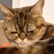 ユウ