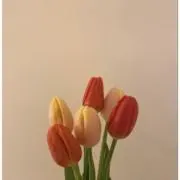 yの画像