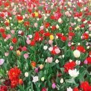 さとの画像