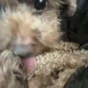 ゆいか