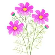 ちぃ