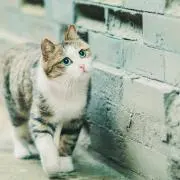 がちゃぴん