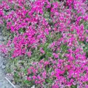 さつきの画像