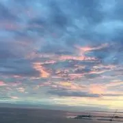 杏