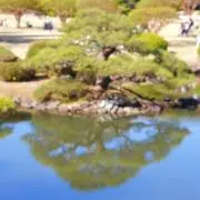猫まるの画像