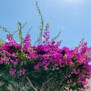 Miriiiの画像