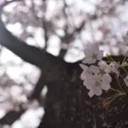molpiの画像