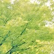 なぎの画像