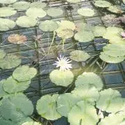 ngskの画像