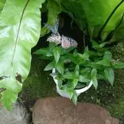 桜華