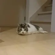 あいだ