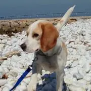 そらまめの画像