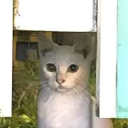 シロネコの画像