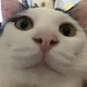 nollieの画像