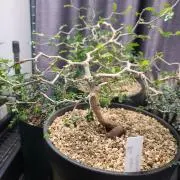 趣味屋105の画像