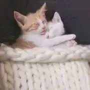 きたろーの画像