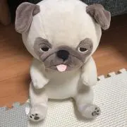 たんぽぽの画像