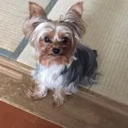 はなの画像