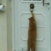 ミヤオ