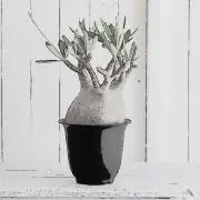 toraの画像
